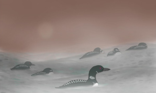 Loon Dreaming