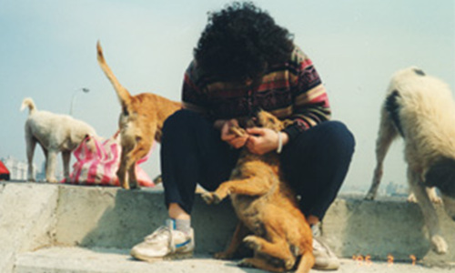 Pick of the Litter - Stray Dogs in Taiwan