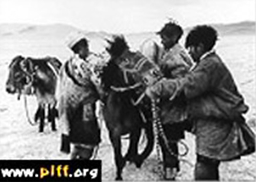 티벳의 소금장수