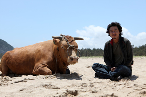 Rolling Home with a Bull